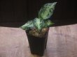 画像4: Aglaonema pictum "type NIRVASH" from P. Nias【AZ0611-3】ver.MES