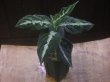 画像5: Aglaonema pictum "PS-B" from Padang Sidempuan【HW1223-01b】No.3