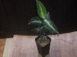 画像4: Aglaonema pictum "PS-B" from Padang Sidempuan【HW1223-01b】No.18