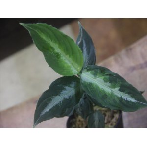 画像: Aglaonema pictum "PS-B" from Padang Sidempuan【HW1223-01b】No.18