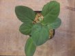 画像1: Homalomena sp. "Circle leaf" from P. Lingga【AZ0517-11】