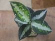 画像1: Aglaonema pictum "HGWTZ PS-4" from Padang Sidempuan【HW0523-29】