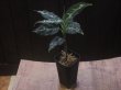 画像4: Aglaonema pictum "TG-7" from Tigalingga【HW1123-01g】No.15