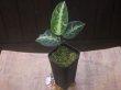 画像4: Aglaonema pictum "PS-B" from Padang Sidempuan【HW1223-01b】No.1