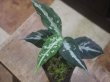 画像2: Aglaonema pictum "TG-7" from Tigalingga【HW1123-01g】No.4