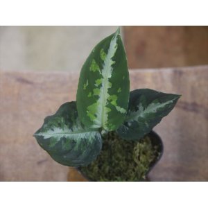 画像: Aglaonema pictum "PS-B" from Padang Sidempuan【HW1223-01b】No.1