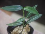 画像: Aglaonema vittatum from Pulau Lingga【HW0824-06】