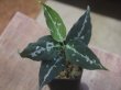 画像1: Aglaonema pictum "TG-6"from Tigalingga【HW1123-01f】No.9