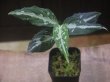 画像5: Aglaonema pictum "TG-7" from Tigalingga【HW1123-01g】No.4