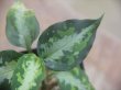 画像3: Aglaonema pictum "type NIRVASH" from P. Nias【AZ0611-3】ver.MES