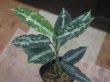 画像3: Aglaonema pictum "TG-7" from Tigalingga【HW1123-01g】No.7