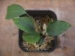 画像1: Ooia manduensis PP-240912-3 BA Berau KAL-TIM