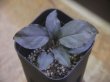 画像1: Homalomena humilis "Kurogane" from Pulau Lingga【HW0824-04】