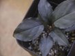 画像2: Homalomena humilis "Kurogane" from Pulau Lingga【HW0824-04】