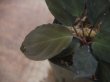 画像3: Homalomena sp. "Sunshine" BNN from Sibolga timur【AZ1124-1】