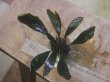 画像1: Bucephalandra sp. "Deep Purple" from Kapuas【AZ1011-XX】特大株