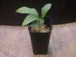 画像4: 	Homalomena sp"Sunnyday"from Kalbar【AZ1024-1】