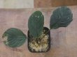 画像1: Homalomena sp. "Hitam besar" from Aceh Besar【AZ0324-3otr】