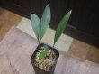 画像1: Homalomena sp"Tebs"from Nanga Tayap【AZ1024-5】