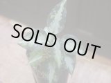 画像:  Aglaonema pictum "type NIRVASH" from Pulau Nias【AZ0611-3】