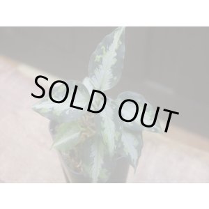 画像:  Aglaonema pictum "type NIRVASH" from Pulau Nias【AZ0611-3】