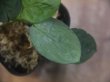 画像2: Homalomena sp. "Sunshine"BNN from Sibolga timur【AZ0225-9】