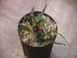 画像: Microsorum sp. from Pagaralam【AZ0823-4】