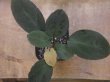 画像2: Homalomena sp. "Sunshine"BNN from Sibolga timur【AZ1124-1】