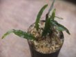 画像3: Microsorum sp. from Pagaralam【AZ0823-4】