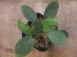 画像3: Homalomena sp. "Sunshine"BNN from Sibolga timur【AZ0225-9】