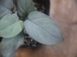 画像2: Homalomena sp. "Shirogane" SGR from Pulau Lingga【HW1011-XX】