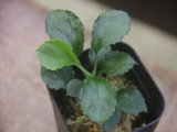 画像: Homalomena sp. Solok Sumatera【LA0117-01】