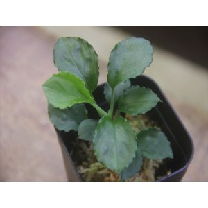 画像: Homalomena sp. Solok Sumatera【LA0117-01】
