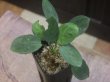 画像1: Homalomena sp. "Sunshine"BNN from Sibolga timur【AZ0225-9】