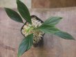 画像3: Homalomena sp.Lili Marleen from Kudangan【AZ1024-3】