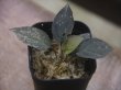 画像1: Homalomena sp. "Hornet" from Sipirok【AZ0225-2】