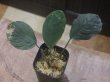 画像2: Homalomena sp. "Hitam besar" from Aceh Besar【AZ0324-3otr】