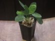 画像4: Homalomena sp. "Sunshine"BNN from Sibolga timur【AZ0225-9】