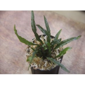 画像: Microsorum sp. from Pagaralam【AZ0823-4】
