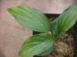 画像2: 	Homalomena sp"Sunnyday"from Kalbar【AZ1024-1】