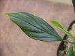 画像2: Homalomena sp.Lili Marleen from Kudangan【AZ1024-3】