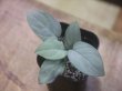 画像1: Homalomena sp. "Shirogane" SGR from Pulau Lingga【HW1011-XX】