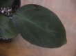 画像3: Homalomena sp. "Sunshine"BNN from Sibolga timur【AZ1124-1】