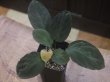画像1: Homalomena sp. "Sunshine"BNN from Sibolga timur【AZ1124-1】