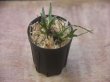 画像3: Microsorum sp. from Pagaralam【AZ0823-4】
