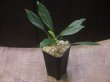 画像4: Homalomena sp.Lili Marleen from Kudangan【AZ1024-3】