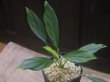画像1: Homalomena sp.Lili Marleen from Kudangan【AZ1024-3】