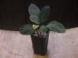 画像4: Homalomena sp. "Sunshine"BNN from Sibolga timur【AZ1124-1】