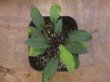 画像2: Homalomena sp. Riau Sumatera【LA0815-01】