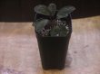 画像5: Homalomena sp. "Sunshine" BNN from Sibolga timur【AZ0822-3】】
